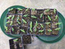 seedlings.JPG