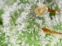 dubstep trichs day 47.jpg