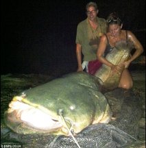 aussie catfish.jpg