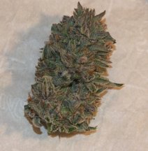 obama kush X cherries & cream 1.jpg