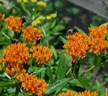 bumblebutterflyweed.JPG