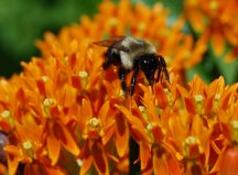 bumblebutterflyweed2.JPG