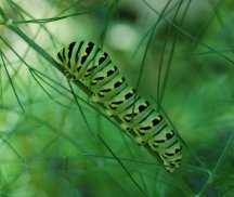 swallowtailondill.JPG