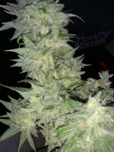 G2Harvest.BCK.4.JPG