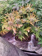 3483786_sweet-seeds-cream-caramel-auto-grow-journal-by-coviklaflairesweet-seedscream-caramel-a...jpg