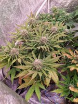 3483785_sweet-seeds-cream-caramel-auto-grow-journal-by-coviklaflairesweet-seedscream-caramel-a...jpg