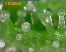 CBD2020a.jpg