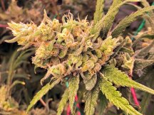 Strawberry Lemonade Bud_0323.jpg