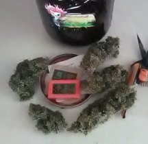 Colombian Jack Buds Now Jar Stable.jpg