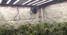 Hemp with GG Medic Grow 8 Canopy.JPG