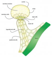 Trichomes_6.jpg