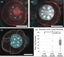 secretory cells.jpg