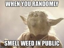 Yoda Sniff.jpg