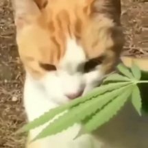 Weed Kitty 5000.jpg