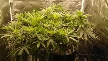 RG D8F PF D4F 1st Scrog.jpg