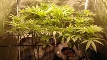 RG D12F PF D8F 1st Scrog.jpg