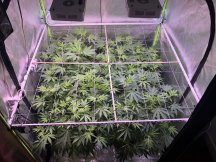 1792435_ilgm-og-kush-fem-grow-journal-by-treefarmercharlieilgmog-kush-fem.jpg