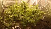 RG D26F PF D22F 2nd Scrog A.jpg