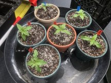 Seedlings_IMG_0615.JPG