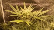 Peyote D38 Cola B.jpg