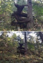 Treant Demon.jpg