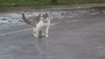 Meow Meow Ice.gif