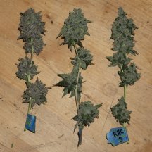 3phenos_RHC_DSC01358.jpg