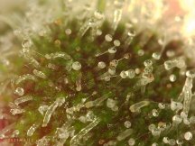 NumberOneRHC_trichomes_aging_PICA0012.jpg