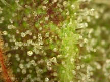 NumberOneRHC_trichomes_aging_PICA0018.jpg