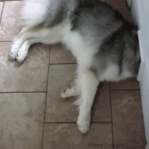 Doggo Gato Door.gif