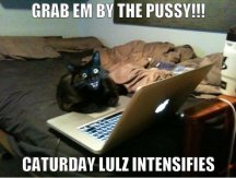 Caturday Lulz.jpg