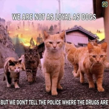 Gang O MeowMeows.png