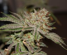 platinum gorilla cookie X punch 3.jpg