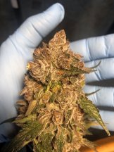 RHC1 _Harvest Day Bud.jpg