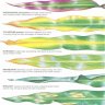 Nutrient/Deficiency Diagram Illustrations